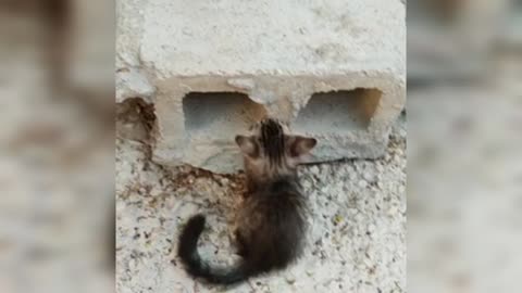 Fighting pet, cats video,cats fight, beautiful cats fight, cute cat fight, rumble wave 12