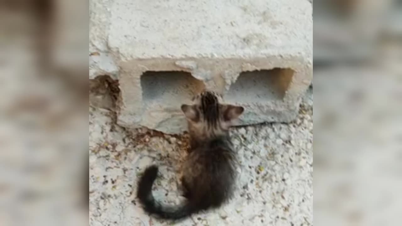 Fighting pet, cats video,cats fight, beautiful cats fight, cute cat fight, rumble wave 12
