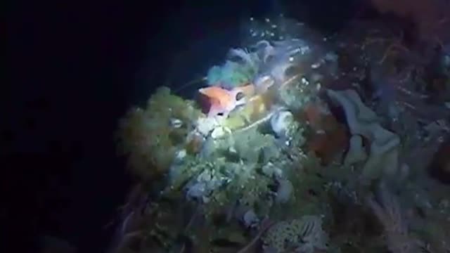 Rare 'hands-on' pink fish first spotted in Australia in decades - By University of Tasmania