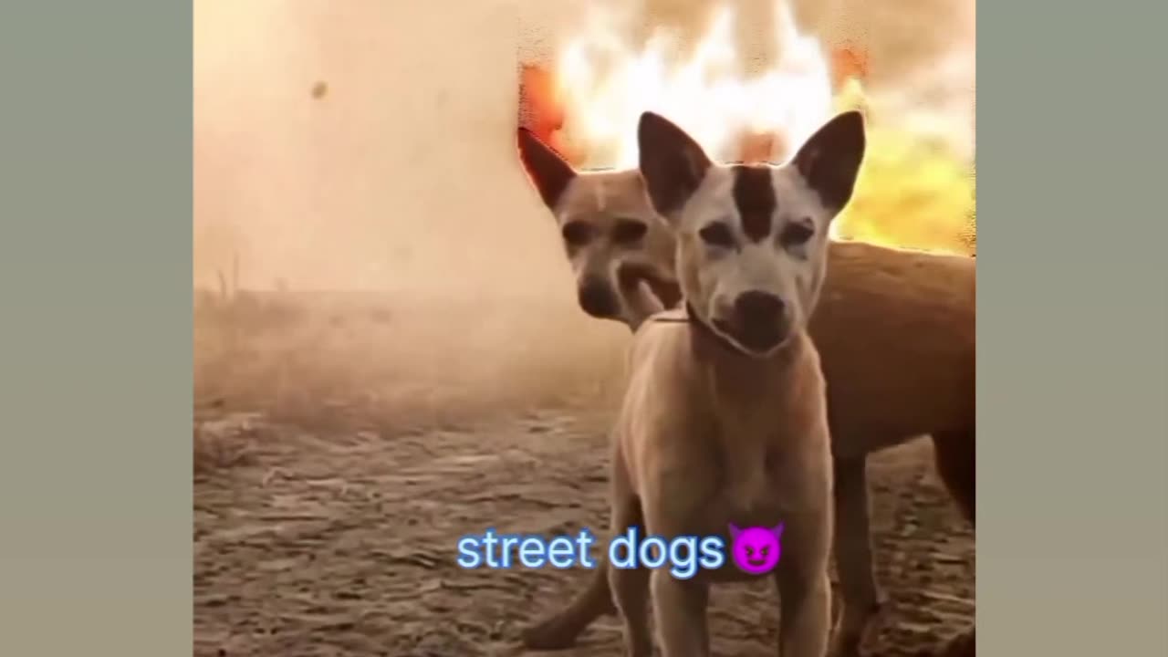 Dogs 🤣🤣