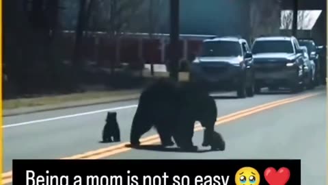 Momma Bear Problems