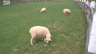 Grazing Sheep