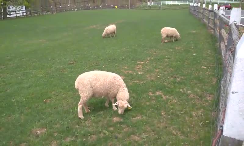 Grazing Sheep