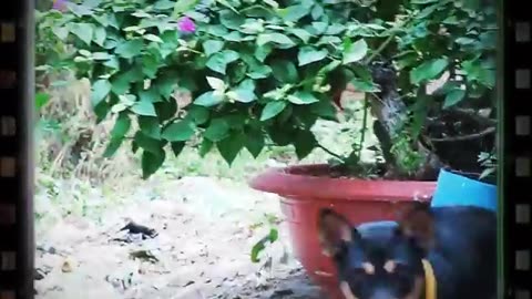 How dog reacts when seeing strangers #viraldog