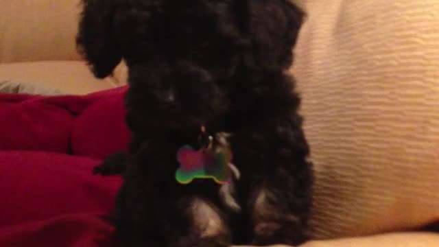 Puppy's Unsuccessful Barks Oddly Sound Like A Bird Chirping