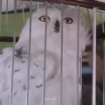 Harry potter vine _Thomas the train engine_