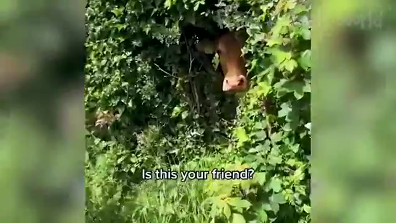 Funny Animal Videos 2023