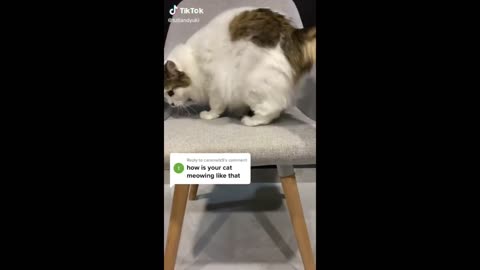 Extremely Funny Cats