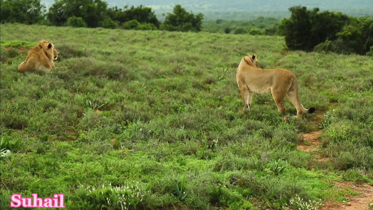 The lion 🦁 King video || Forest King Lion video 2023