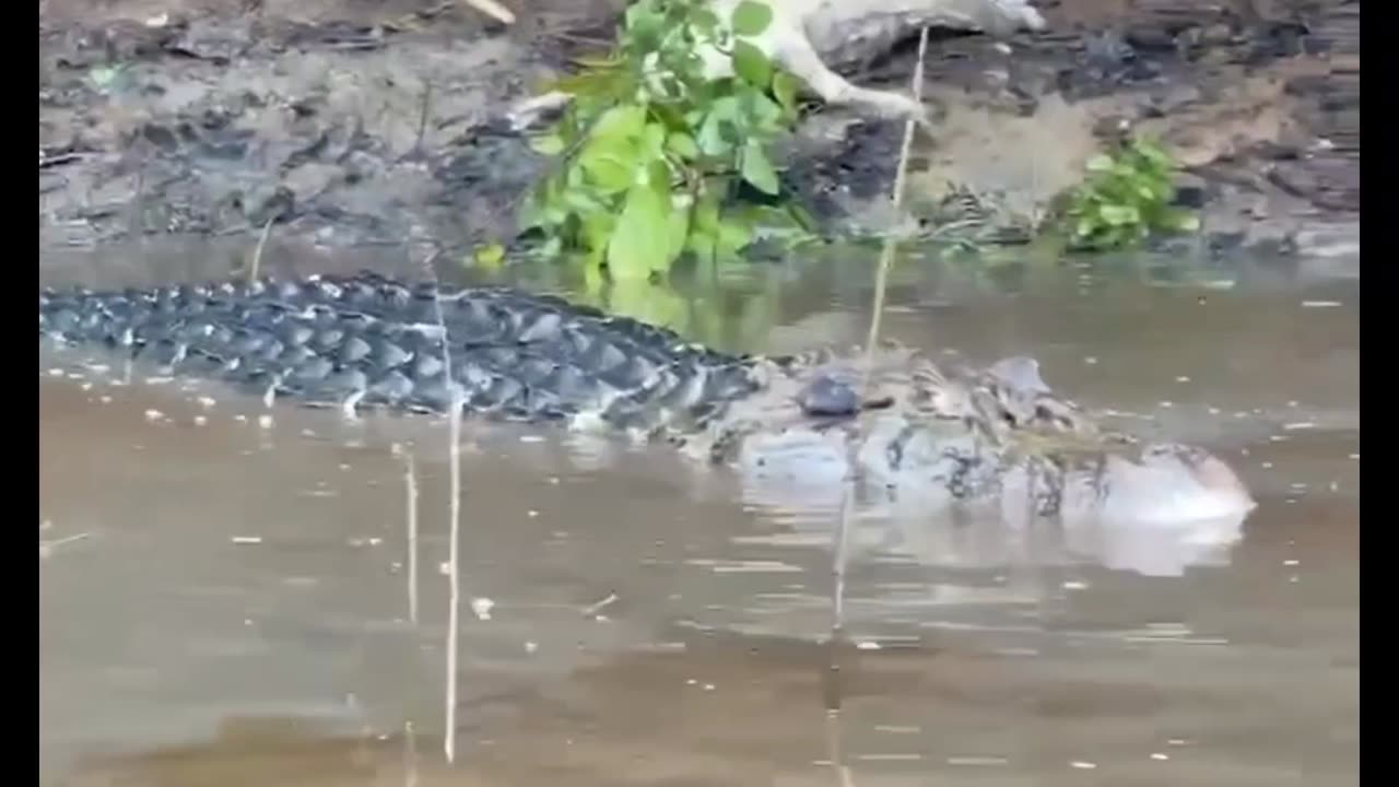 Very Large Black Caiman with kill, Northern Bolivia