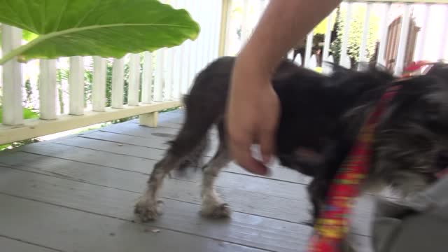 Homeless blind dog gets rescued and receives surgery that restores her vision. If blocked, see below