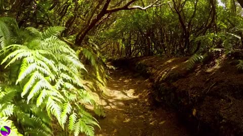 Just AmazingForest-video, Nature video, Relaxation video, Deep relaxing video,Forest cave(गुफा) l