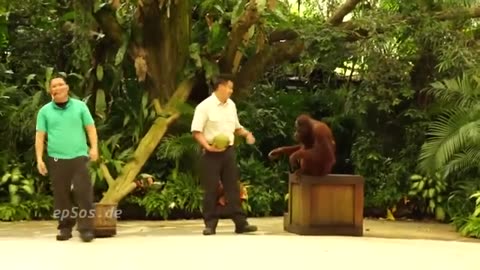 SINGAPORE ZOO !! FUNNY ELEPHANT SHOW !!!!
