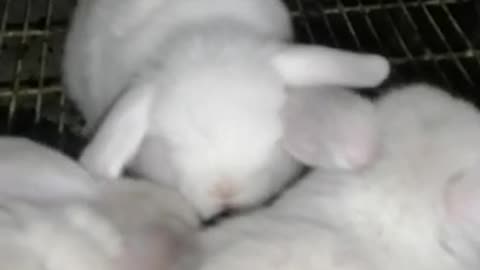 Cute rabbit