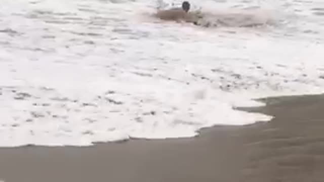 Guy tries to skimboard on the beach and ends up getting knocked over by wave