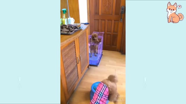 Funny cute dog Videos that are adorable | Cute puppies.