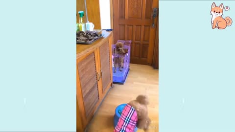 Funny cute dog Videos that are adorable | Cute puppies.