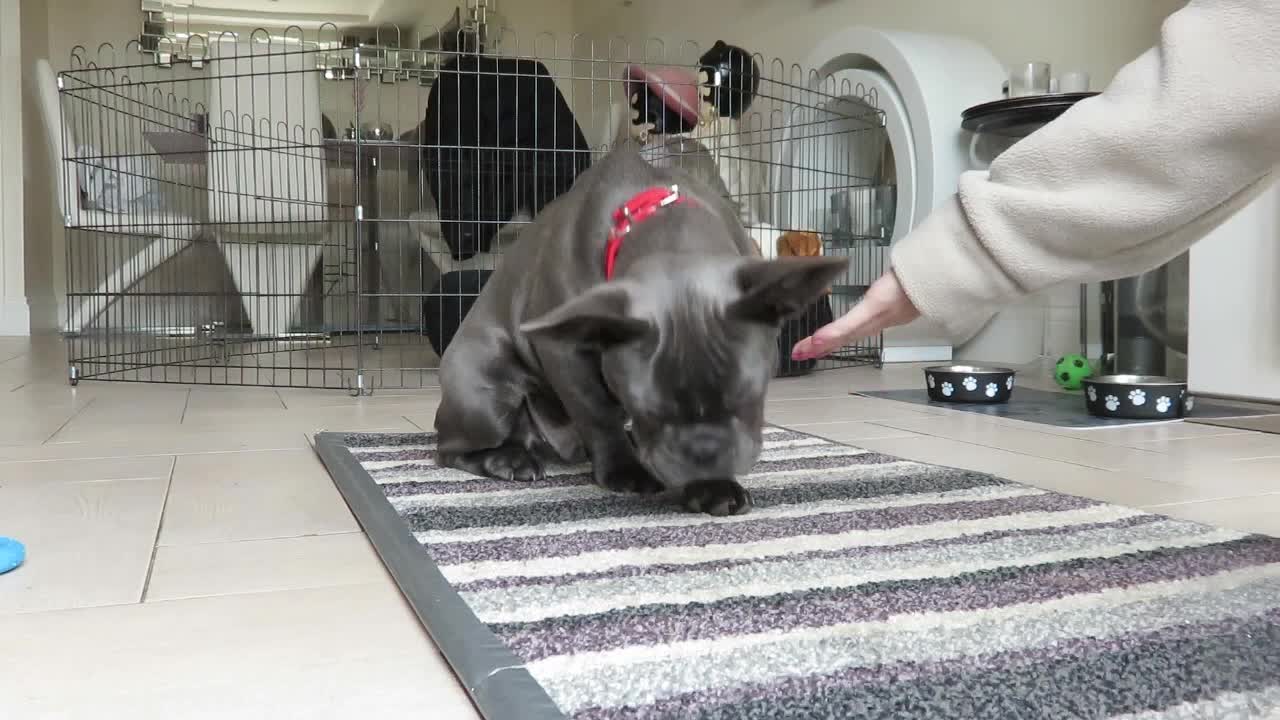 French Bulldog puppy displays vast array of dog tricks