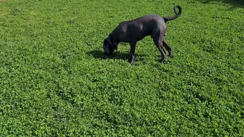 Bruce The Cane Corso 9.5 month old 50 KG 110 Lbs