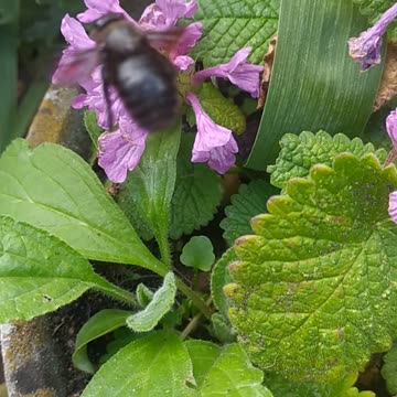 Amazing Black bee in my Garden 🐝🍯