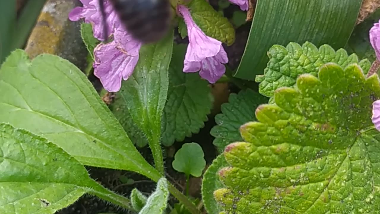 Amazing Black bee in my Garden 🐝🍯