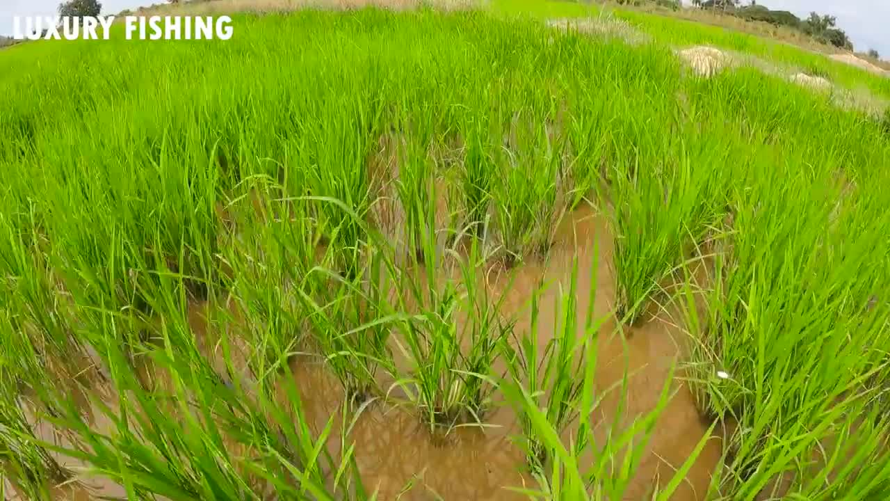 Super Amazing! Found A Lot Ranchu, Ryukin GoldFish & KOi Fishes in Rice Field