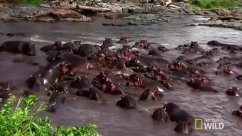 Hippos visibally delight in each other's company