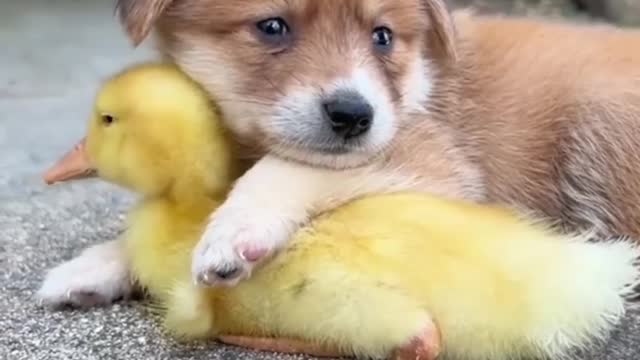 Best Funniest Animals Video of 2022 - Cute Cats😹 and Funny Dogs🐶 Videos!