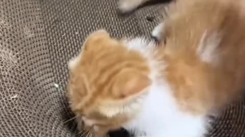 Orange cat eating