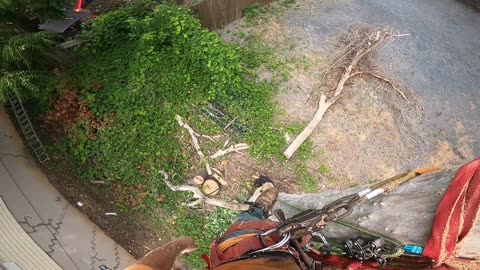 Topping a dead thorny black locust