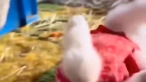Cute And Funny!