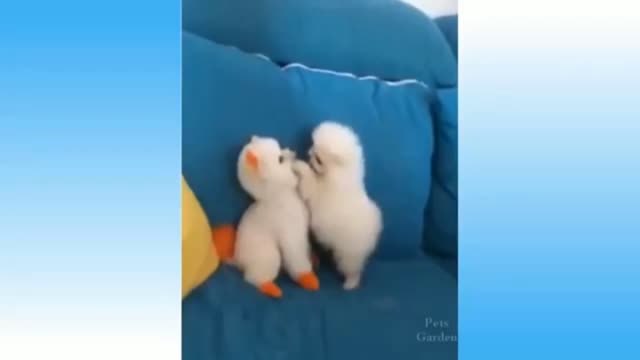 Funny animal videos 😂😂 . animal lover