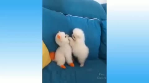 Funny animal videos 😂😂 . animal lover