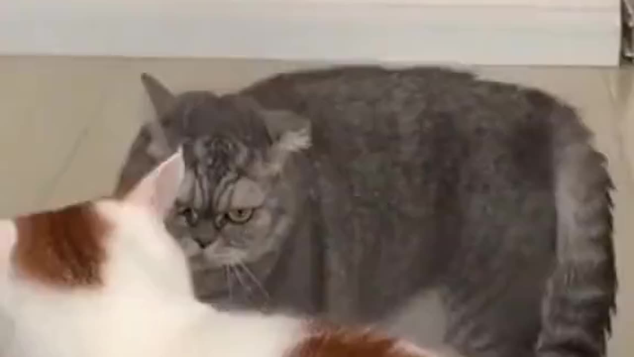 Cute - Funny and Cute Cat Videos