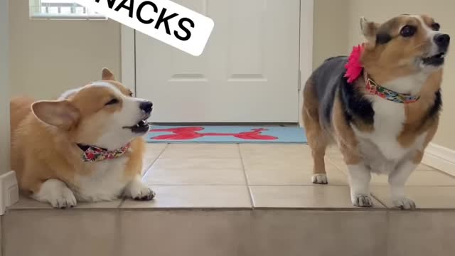 CORGI DOGS MAD AT DAD ABOUT TAKING FAMILY PHOTO Hammy and Olivia