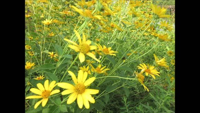 Sunny Day Flowers Wild Sunflower Ever Lasting Aug 2021