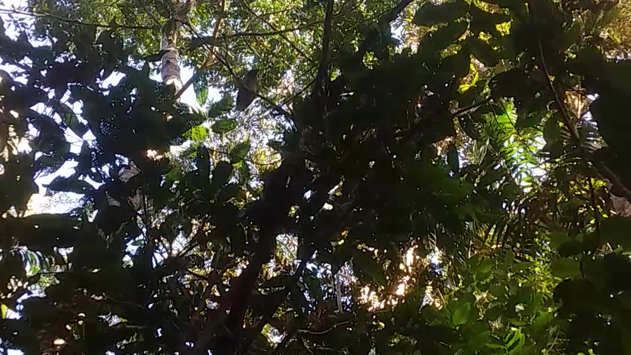 5.11.2024 Spotted Catbird