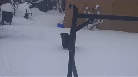 German Shepard in the snow