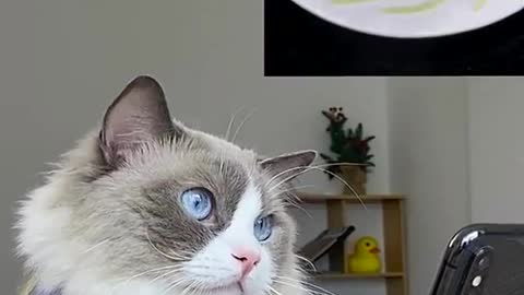 Can never go wrong with pasta.