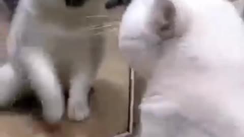 Tha cat merar side so funny moment 😄 , funny animal