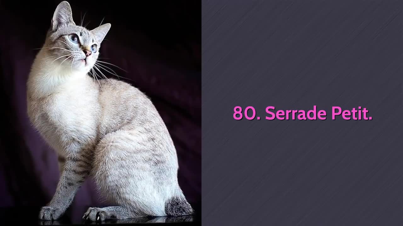 All Cat Breeds In The World From A-Z