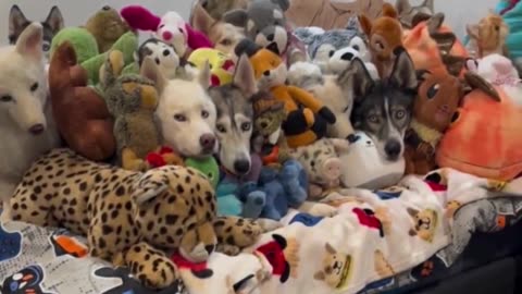 Dogs in Disguise: Ultimate Hide and Seek! 🐶🧸🕵️‍♂️🏠😂🎭
