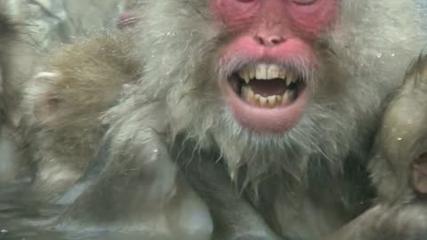 The snow monkeys of Japan