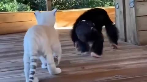 Funny animals vedio dog 🐶 and cat 🐱 fun