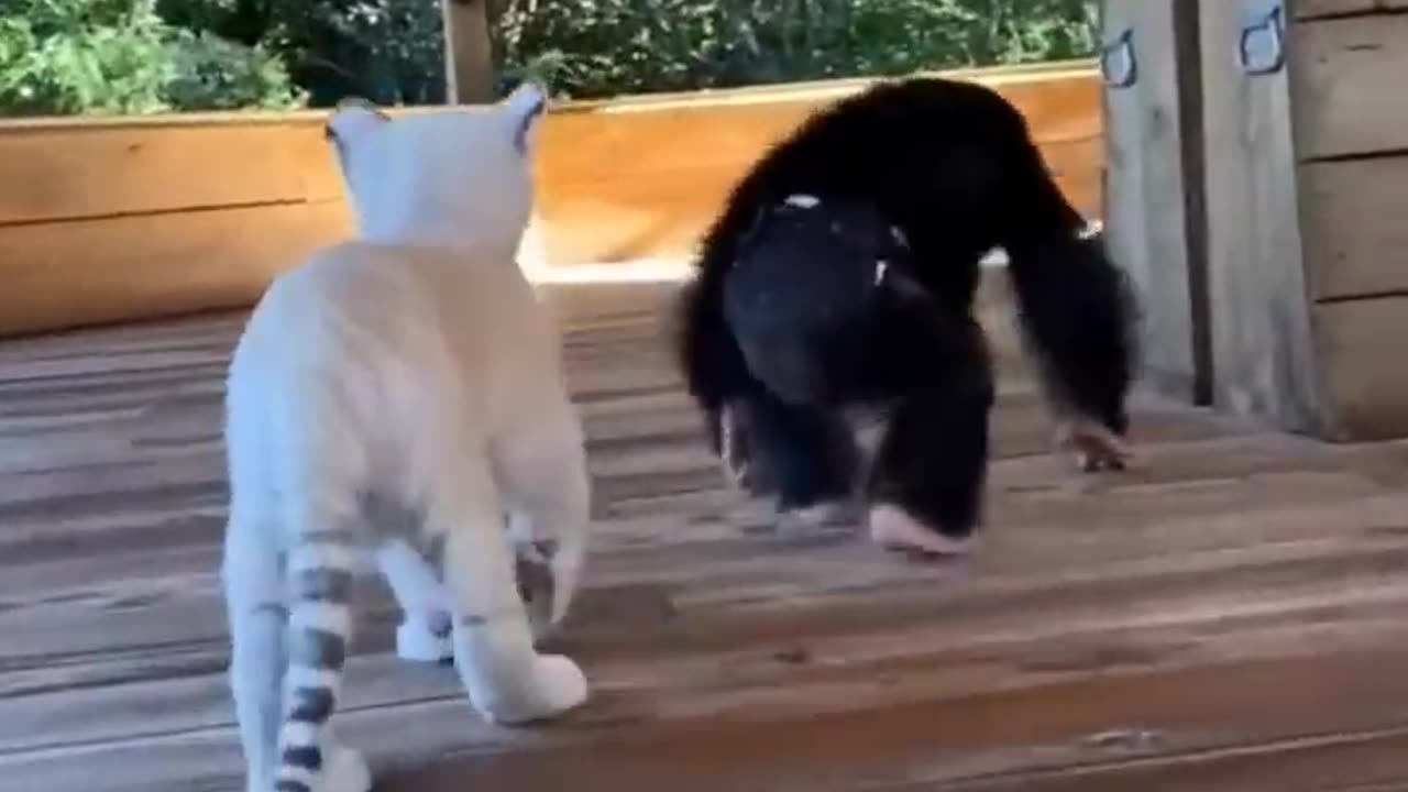 Funny animals vedio dog 🐶 and cat 🐱 fun