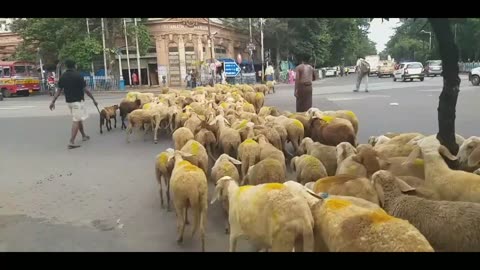 Sheep in the city