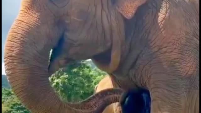 The way elephants interact with people, they don't actually hurt people