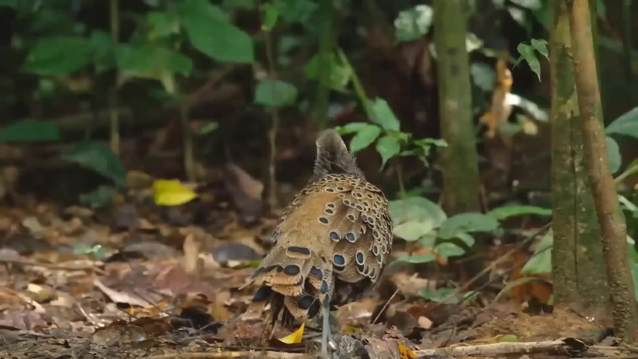 10 Most Beautiful Peacocks in the World