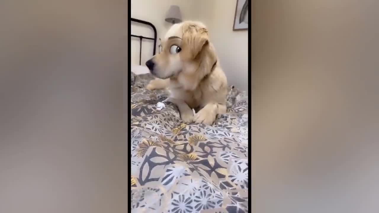 Funny Dog