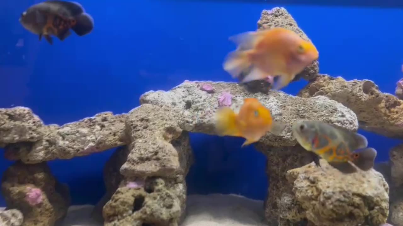 Exotic Fish at Austin Aquarium fish